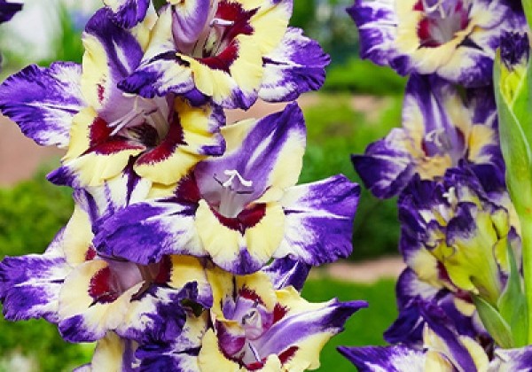 Gladiolus Circus Color 12/14
