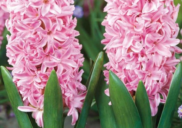 Hyacinthus orientalis Pink Surprise 15/16