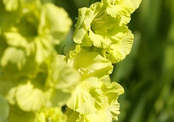 Gladiolus Green Star 12/14