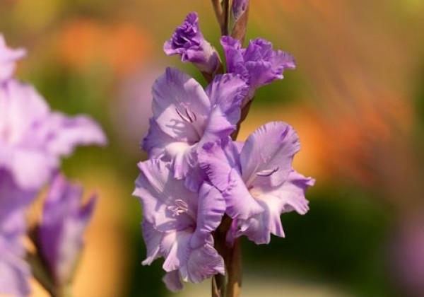 Gladiolus Milka 12/14