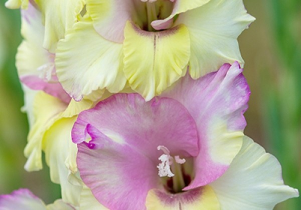 Gladiolus Mon Amour