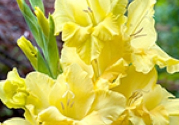Gladiolus Nova Lux 12/14