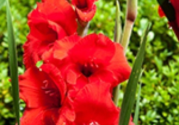 Gladiolus Oscar 12/14