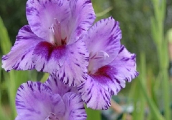 Gladiolus Passos 12/14