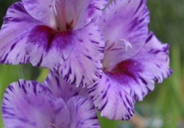 Gladiolus Passos 12/14