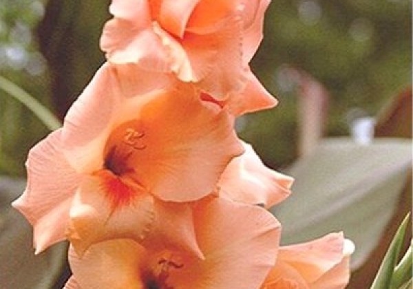 Gladiolus Peter Pears 12/14