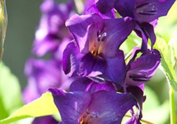Gladiolus Purple Flora 12/14