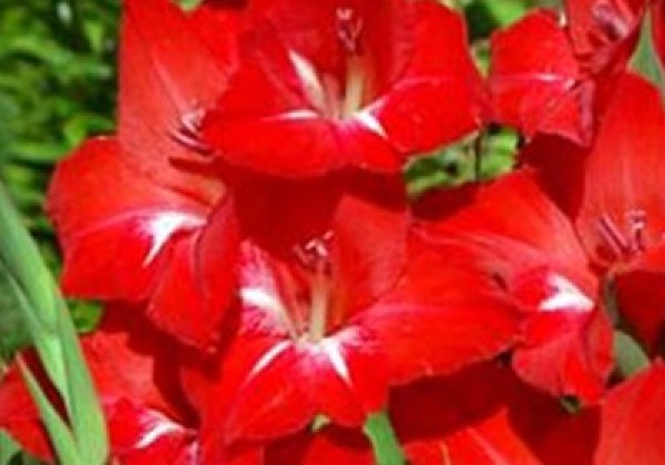 Gladiolus Traderhorn 12/14