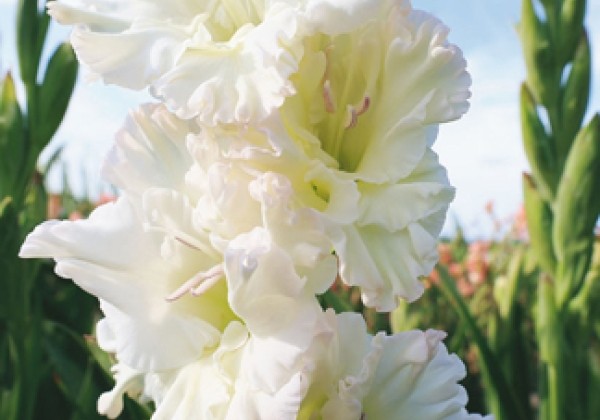 Gladiolus Ivory Perfection 12/14