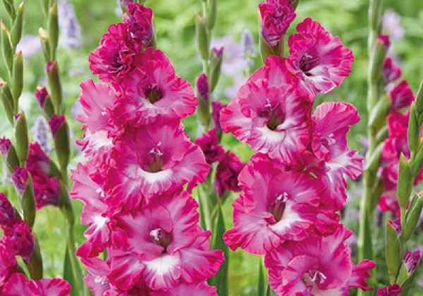 Gladiolus Nablus 12/14