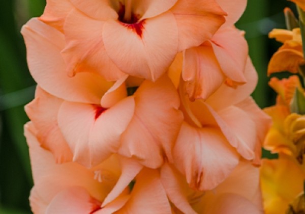 Gladiolus Orangerie 12/14