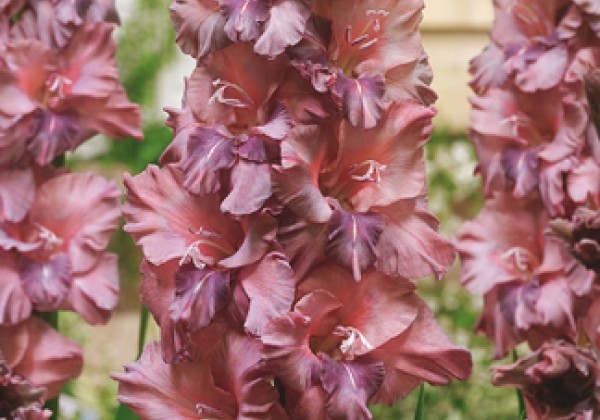 Gladiolus Rusty Chestnut 12/14