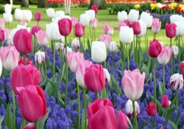 Combinations Dancing Tulips