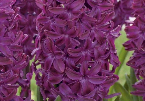 Hyacinthus orientalis Woodstock 15/16