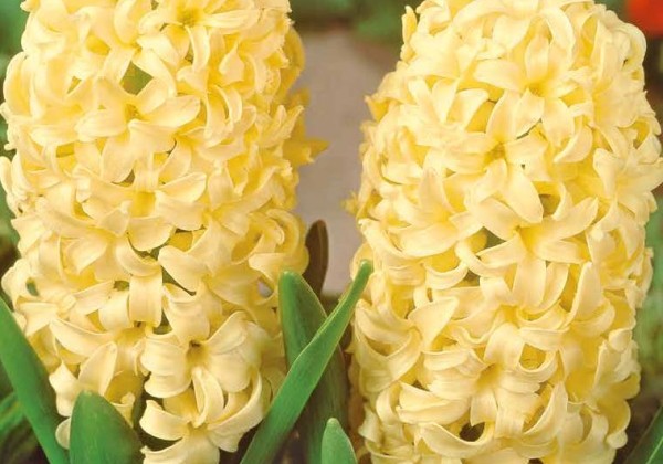 Hyacinthus orientalis Yellowstone 15/16