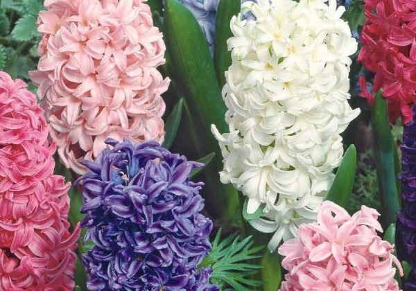 Hyacinthus orientalis Mix 15/16