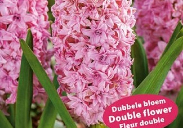 Hyacinthus orientalis Double Pink 15/16