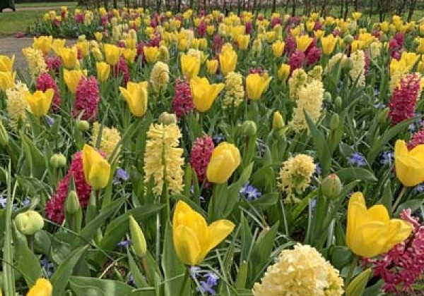 Combinations Yellow Fresh and a Touch of Pink
