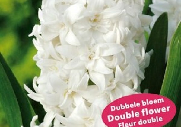 Hyacinthus orientalis Double White 15/16