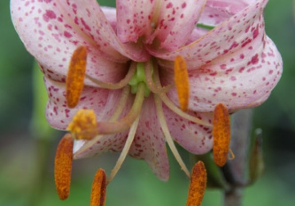 Lilium MA Purple Morning