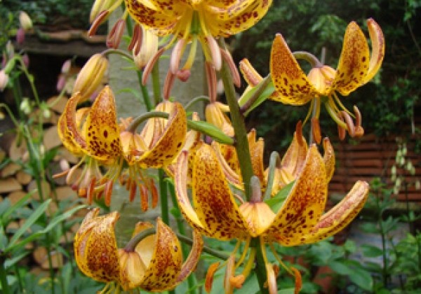 Lilium MA Sunny Morning