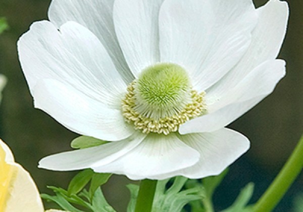 Anemone coronaria Bride 5/6