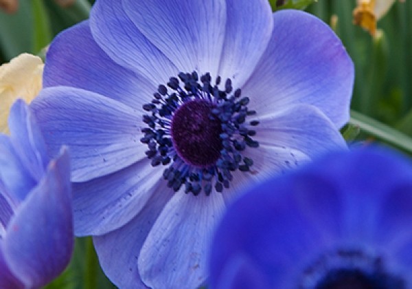 Anemone coronaria Mr. Fokker 5/6