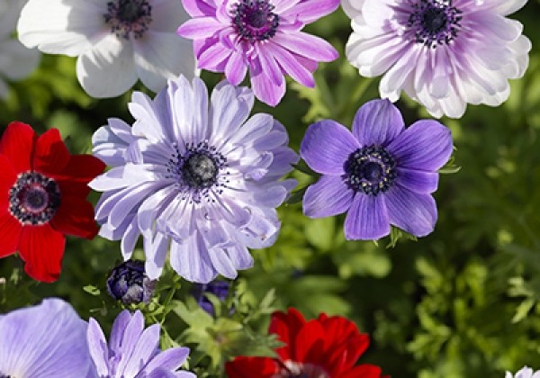 Anemone coronaria St Brigid Mix 5/6