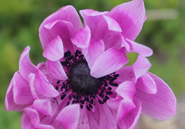 Anemone coronaria Sylphide 5/6