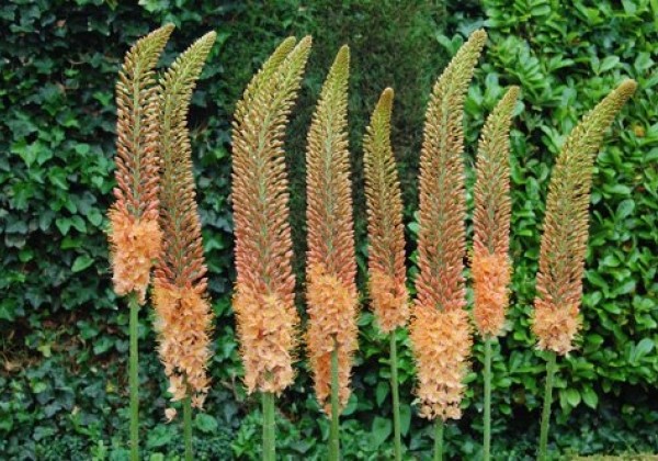 Eremurus ruiter Cleopatra