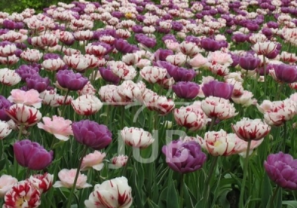 Combinations Spring Peonies