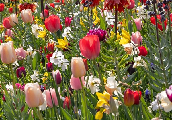 Combinations Still Life