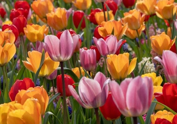 Combinations Sunset Rosé