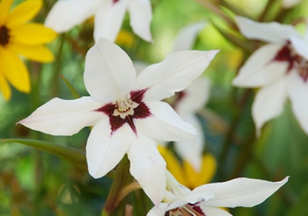 Gladiolus Callianthus 8/10