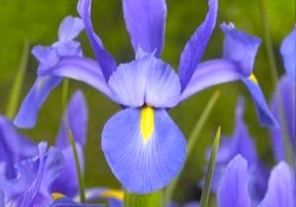 Iris hollandica Saphhire Beauty 7/8