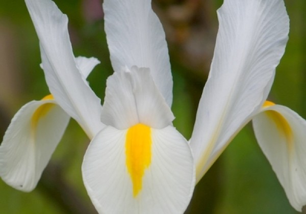 Iris hollandica White Van Vliet 7/8