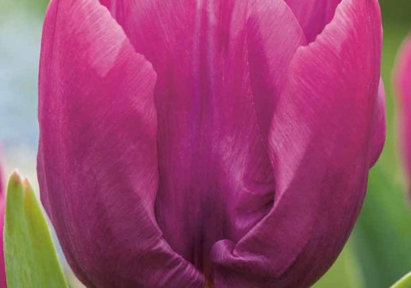 Tulipa, agra, vienk. z. Purple Prince 11/12