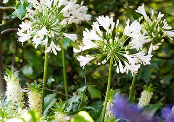 Agapanthus africanus Albus 1/2