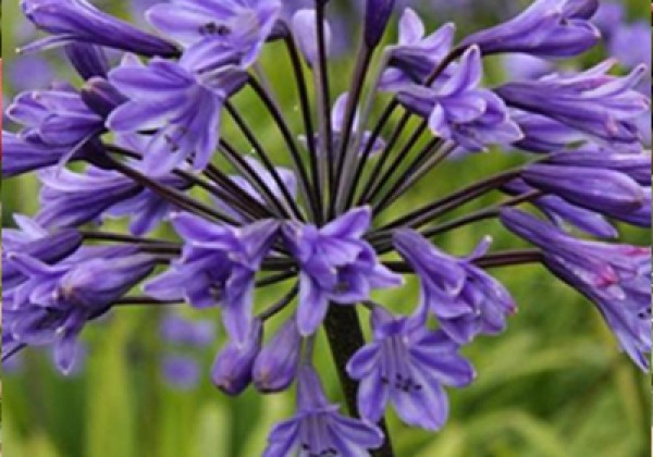 Agapanthus Black Buddhist