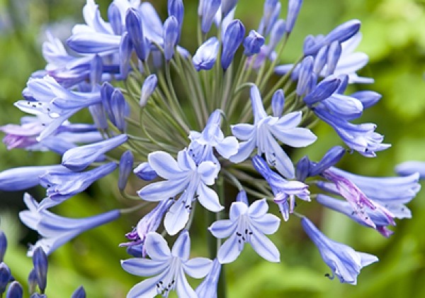 Agapanthus Blue Giant 1/2