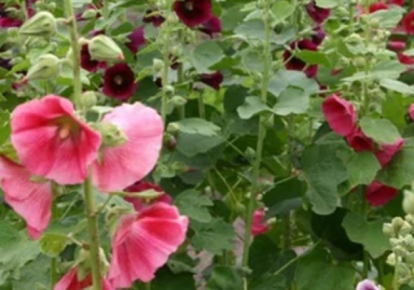 Alcea rosea Mix