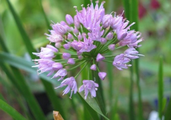 Allium Millenium