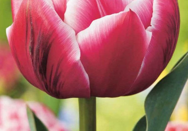 Tulipa, agra, pild. z. Columbus 11/12