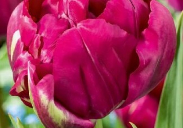 Tulipa, agra, pild. z. Royal Acres 11/12