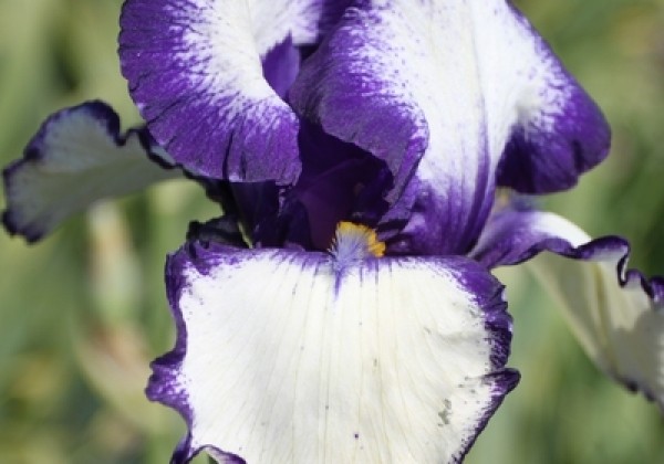 Iris germanica Loop The Loop