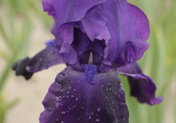 Iris germanica Night Owl