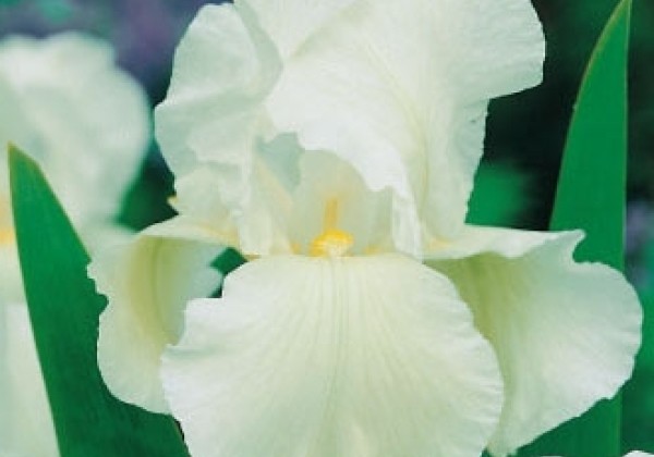 Iris germanica White Knight