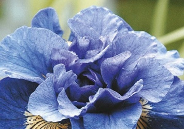 Iris sibirica Concord Crush