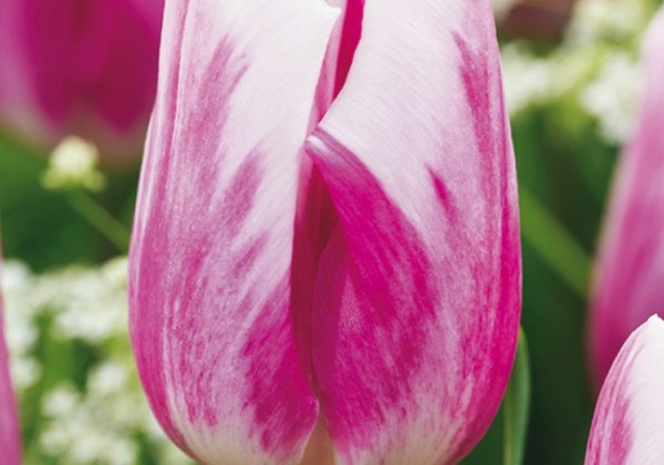 Tulipa, triumfa Bojangles 11/12