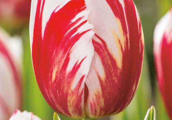 Tulipa, triumfa Carnaval De Rio 11/12